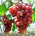 Giant Red Globe Grape Seeds - Biggest Variety, Juicy Fruits new 2024