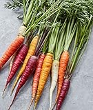 Photo Burpee Kaleidoscope Blend Non-GMO Rainbow Carrot Vegetable Planting Home Garden | Five Colors: Red, Orange, Purple, White, and Yellow, 1500 Seeds, best price $7.53, bestseller 2024