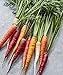 Burpee Kaleidoscope Blend Non-GMO Rainbow Carrot Vegetable Planting Home Garden | Five Colors: Red, Orange, Purple, White, and Yellow, 1500 Seeds new 2023