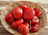 Foto Hot Chili Pfeffer Rocoto Rot - Manzano - Pepper - 10 Samen, bester Preis 1,60 €, Bestseller 2024