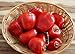 Hot Chili Pfeffer Rocoto Rot - Manzano - Pepper - 10 Samen neu 2023
