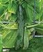 Burpee Sweet Success Slicing Cucumber Seeds 20 seeds new 2022