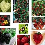 Foto Erdbeere Regenbogen Mischung 20 Samen -verschiedenen Farben und Sorten in ein Päckchen, bester Preis 1,99 €, Bestseller 2024