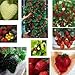 Erdbeere Regenbogen Mischung 20 Samen -verschiedenen Farben und Sorten in ein Päckchen neu 2024