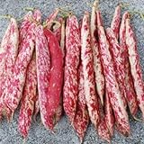 Photo Taylor Dwarf Horticulture (Cranberry) Bean Seeds, 50 Heirloom Seeds Per Packet, Non GMO Seeds, (Isla's Garden Seeds), Botanical Name: Phaseolus vulgaris, 85% Germination Rates, best price $5.99 ($0.12 / Count), bestseller 2024