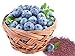 Homegrown Non GMO Blueberry Seeds, Echo (250) new 2024