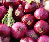 Photo 200 Organic Non-GMO Ruby Red Onion Seeds Burgundy, best price $4.29, bestseller 2024