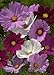 TROPICA - Mélange Cosmos bipenné (Cosmos bipinnatus) - 100 graines - Fleurs d'été nouveau 2024