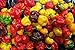 25 seeds SCOTCH BONNET PEPPER SEEDS-(Caribbean Mix) - RED,YELLOW,AND CHOCOLATE new 2024