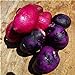 SVI fresca 100pcs semilla de papa vegetal para la siembra oscuro rosa púrpura nuevo 2024