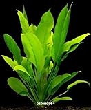Foto WFW wasserflora Große Amazonas-Schwertpflanze/Echinodorus bleheri, Aquariumpflanze, barschfest, bester Preis 2,99 €, Bestseller 2024