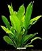 WFW wasserflora Große Amazonas-Schwertpflanze/Echinodorus bleheri, Aquariumpflanze, barschfest neu 2024
