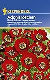 Foto Sperli Blumensamen Adonisröschen Blutströpfchen, grün, bester Preis 1,90 €, Bestseller 2024