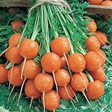 Photo Parisian Carrot Seeds | Heirloom & Non-GMO Carrot Seeds | 250+ Vegetable Seeds for Planting Outdoor Home Gardens | Planting Instructions Included, best price $8.29 ($0.03 / Count), bestseller 2024