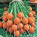 Parisian Carrot Seeds | Heirloom & Non-GMO Carrot Seeds | 250+ Vegetable Seeds for Planting Outdoor Home Gardens | Planting Instructions Included new 2024