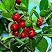 25 Strawberry Guava Seeds Psidium cattleianum Edible Fruit Tree Plant Shrub new 2024