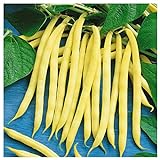 Photo Everwilde Farms - 1/4 Lb Organic Golden Wax Yellow Bean Seeds - Gold Vault, best price $7.96, bestseller 2024