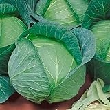 Photo Late Flat Dutch Cabbage Seeds (60+ Seed Package), best price $6.69, bestseller 2024