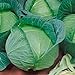 Late Flat Dutch Cabbage Seeds (60+ Seed Package) new 2024