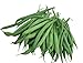Burpee Stringless Green Pod Bush Bean Seeds 4 ounces of seed new 2023