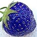 TOYHEART 200 Stück Premium-Fruchtsamen, Erdbeersamen, Nahrhafte, Fruchtbare, Natürliche Pflanzensamen Mit Blauen Pflanzen Für Den Innenhof Blau neu 2024
