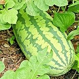 Photo Congo Watermelon Seeds XXL Extra Sweet Non-GMO Organic Huge 30-50Lbs Garden rsc2a1r (25+ Seeds), best price $8.72, bestseller 2024