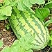 Congo Watermelon Seeds XXL Extra Sweet Non-GMO Organic Huge 30-50Lbs Garden rsc2a1r (25+ Seeds) new 2024