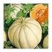 David's Garden Seeds Fruit Melon Charentais 7667 (Orange) 50 Non-GMO, Heirloom Seeds new 2024