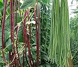 Photo 50+ Green or Red Cowpea Yard Long Bean Seeds Yardlong Beans Heirloom Non-GMO Vegetable, best price $6.99, bestseller 2024