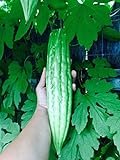Photo 15 Melon amer bio Gourd Ampalaya Graines, meilleur prix 4,99 €, best-seller 2024