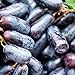 200 Stück schwarze Traubenkerne zum Anpflanzen, gentechnikfreie Traubenbaumsamen für die Gartensaat im Freien neu 2024