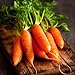 David's Garden Seeds Carrot Little Finger 1116 (Orange) 200 Non-GMO, Heirloom Seeds new 2024
