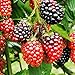 TriStar Plants- TripleCrown BlackBerry Bush Thornless -1 Quart - NO Ship California, Healthy Established Roots, Thornless Blackberries, BlackBerry Pie, BlackBerry Jam BlackBerry Plant new 2024