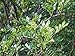 Szechuanpfeffer Zanthoxylum schinifolium Pflanze 15-20cm Japanischer Pfeffer neu 2024