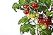 50 piezas de semillas de tomate cherry enano heirloom tomate rojo fruta fresca hortalizas semillas de jardín para plantar nuevo 2024