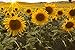 Dwarf Sunflower Seeds for Planting new 2024