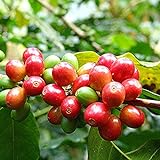 Foto Samen für Pflanzen, 1 Beutel Bohnensamen mehrjährig, natürlich, klein, produktiver Kaffeebaum-Samen für Garten – Kaffeebohnen Samen, bester Preis 2,39 €, Bestseller 2024