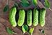 Boston Pickling Cucumber Seeds - Non-GMO - 3 Grams new 2024
