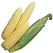 Burpee Early Sunglow Hybrid (SU) Corn Seeds 200 seeds new 2024