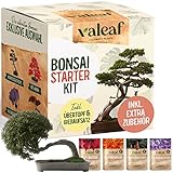 Foto valeaf Bonsai Starter Kit - SUMMER SALE - Züchten Sie Ihren eigenen Bonsai Baum - Anzuchtset inkl. 4 Sorten Bonsai Samen & Zubehör - für Anfänger - das ideale Geschenk zum Baum pflanzen, bester Preis 14,99 €, Bestseller 2024