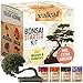 valeaf Bonsai Starter Kit - SUMMER SALE - Züchten Sie Ihren eigenen Bonsai Baum - Anzuchtset inkl. 4 Sorten Bonsai Samen & Zubehör - für Anfänger - das ideale Geschenk zum Baum pflanzen neu 2024