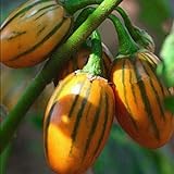 Photo 50 graines / pack jardin des plantes de bricolage, Solanum aethiopicum africaine Aubergine Vegetable Seeds, meilleur prix 4,99 €, best-seller 2024