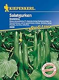 Foto Salatgurke Dominica F1, reinweibliche F1-Hybride Spitzenerträge mit schönen langen Früchten kernlos bitterfrei, bester Preis 5,39 € (5,39 € / Stück), Bestseller 2024