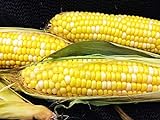 Photo Early Sunglow Hybrid (su) Corn Seeds - Non-GMO, best price $6.99 ($9.99 / Ounce), bestseller 2024