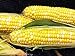 Early Sunglow Hybrid (su) Corn Seeds - Non-GMO new 2024