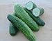 Cucumber Seeds- Straight Eight Heirloom- 100+ Seeds new 2024