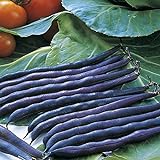 Photo Purple Queen Bush Bean Seeds - 50 Count Seed Pack - Upright, Compact, and Bushy, This Variety is Easy to Grow and Pick. - Country Creek LLC, best price $3.29, bestseller 2024