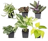 Photo Easy to Grow Houseplants (6 Pack), Live House Plants in Plant Containers, Growers Choice Plant Set in Planters with Potting Soil Mix, Home Décor Planting Kit or Outdoor Garden Gifts by Plants for Pets, best price $25.61, bestseller 2024