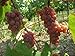 5 Samen von Vitis labrusca CATAWBA Traubenkernen neu 2024