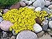 Sedum acre de oro de la alfombra, la uva de gato amarillo de tierra cubierta de la flor Semillas 500 semillas nuevo 2024